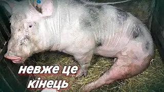 Хряку потрібна заміна! Копитна гниль!
