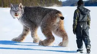 These Cats Are Banned In Every Country In The World