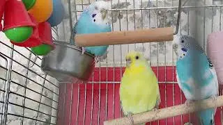 Волнистые попугайчики