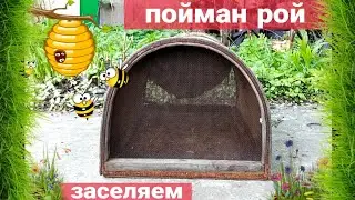 Заселяем рой пчёл