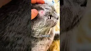He was having so much fun...he hit a mirror! 🙀😱