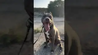 🩶⏳время летит 🦈 акула растет 🤦🏻11 месяцев 😅 33кг #ampit_rock #ampitbull #amstaff #amstaffsworld