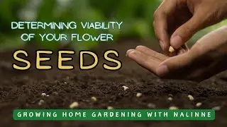 Are My Flower's SEEDS Ready to Harvest? 🌰🌸 Growing Home Gardening #seeds #seedcollection