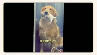 good action from ours pet