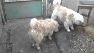 Hunde 2013-12-20
