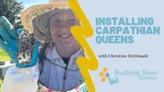 Installing new carpathian queen bees from the Ukraine