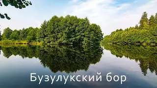 Бузулукский бор летом