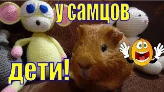 У самцов дети/ У Чижика и Пыжика малыши