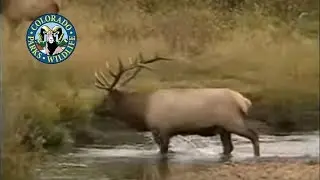 Elk in Colorado (Wapiti) - Bugling