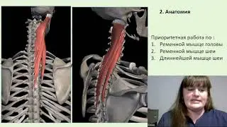 Основные мышцы, участвующие в повороте головы