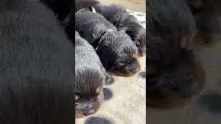 Our beautiful loud 2 weeks old Rottweiler puppies 😍