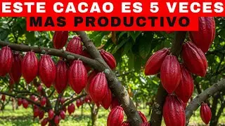 Cacao: This Cacao Produces 5 Times More | Super Cacao CCN51