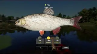 🐟Место для ловли Язя #русскаярыбалка4 #russianfishing4 #рыбалка #трофей #язь #fishing