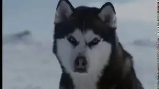 Отрывок из фильма,,Белый плен"!!!Вот она настоящая любовь!!!