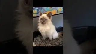 constipated cat