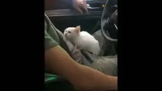 Video Kucing Lucu #5 #shortvideo #shortsvideo #shortsfeed #kucing