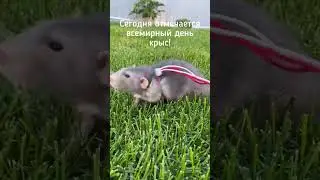 Знакомьтесь, крыска! #денькрыс #крыса #лятыкрыса #крыска #подружки