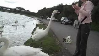 Swan i Swords