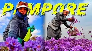 Explore India's 🇮🇳 Saffron Fields | Pampore, Kashmir  @Tufail_Wani