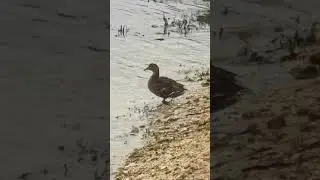 утка путишествиница