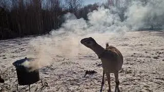 Коза любит покурить
