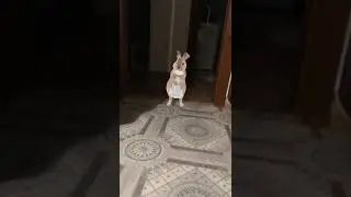 Жорик