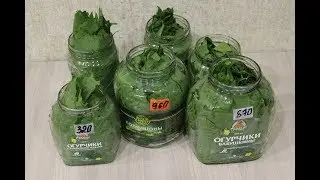 Виноградные листья на зиму для долмы.