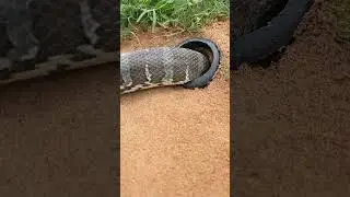 Simple Easy Snake Trap using hammer & hole#buildsnaketrap 1