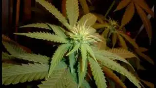 Mist:i:cal ( feat. Ras T-Weed ) - Just A Little Herb