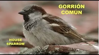 GORRIÓN  COMÚN  |  HOUSE SPARROW  |  Passer domesticus