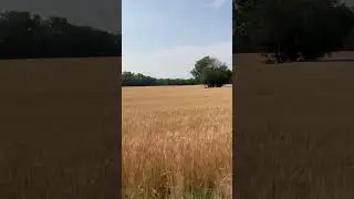Wheat changing seasons