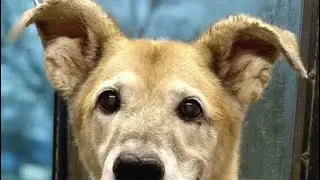 RIP Marty 6.1.2009-1.23.2024