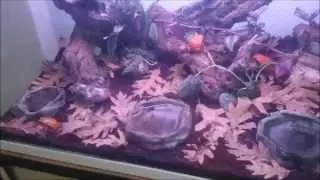 Dyscophus guineti (rana tomate) Parte1