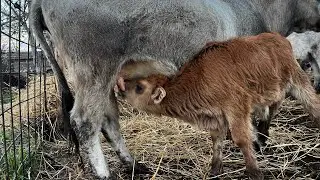 Busa sa muskim teletom (prodaja)
