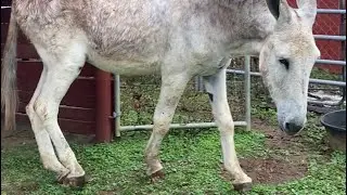 Bringing home a Donkey. Case Study: Rehabbing Haven