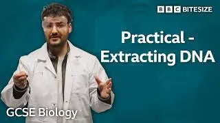GCSE Biology | Practical - Extracting DNA | Bitesize | GCSE Revision