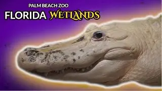 Florida Wetlands | Palm Beach Zoo