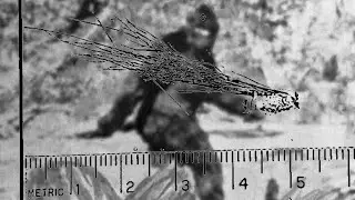 The FBI, Bigfoot, and Unidentified Hair Samples