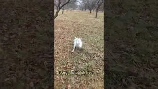 П'яна коза🤣напилася як свиня🐷вперта як баран🐏👍