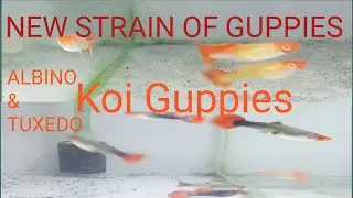 New guppy strain Albino&Tuxedo Koi Guppies