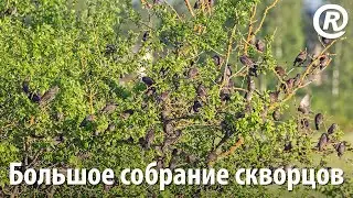 Большое собрание скворцов. Молодые скворцы (Sturnus vulgaris) в поле, на кустах и на деревьях.