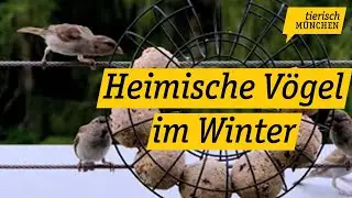 Tierisch München: heimische Vögel im Winter richtig füttern und unterstützen