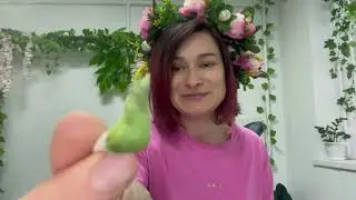 Угадай тропическую бабочку по ее куколке