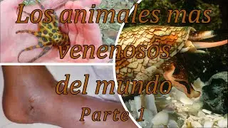 Los animales mas venenosos del mundo.☣☠ Parte 1