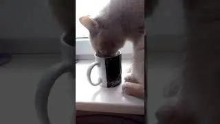 Мой кот выпил пол стакана моего чая!!!