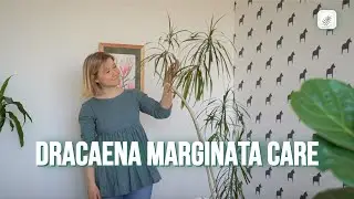 Dragon Tree (Dracaena Marginata) Care Guide