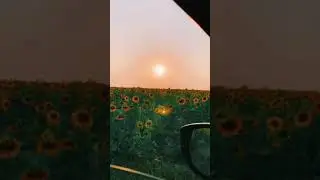 Sunflower Field tiktok sali mamutchadze