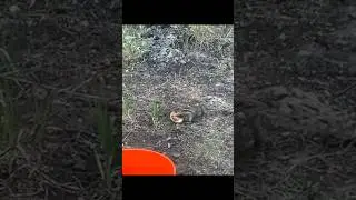 esto y mas comen las ardillas 🌽🐿️
