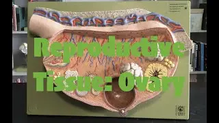 Female Reproductive Tissue: Ovary