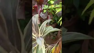 #LeafyGreens #PlantCare #GardeningTips #BotanicalBeauty #VibrantFoliage #Natures #GardenInspiration